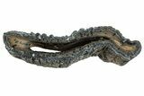 Mammoth Molar Slice With Case - South Carolina #291184-1